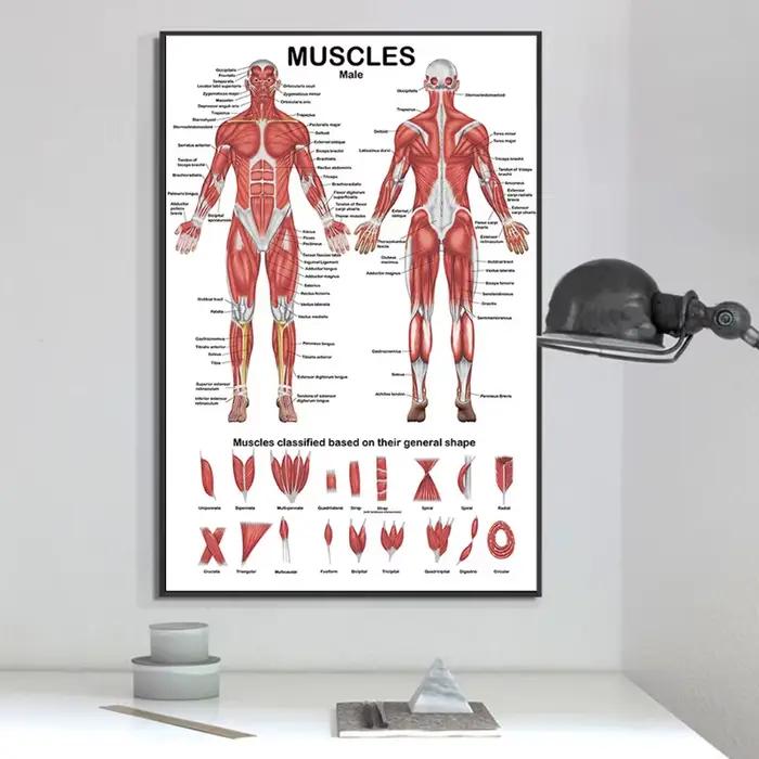 Affiche professionnelle d'anatomie musculaire humaine de la carte anatomique du système