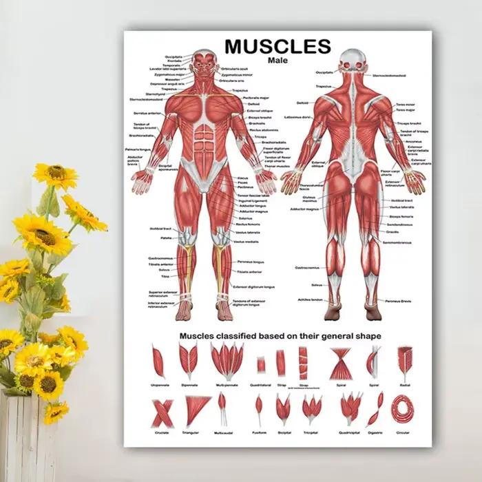 Affiche professionnelle d'anatomie musculaire humaine de la carte anatomique du système