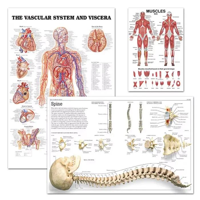 Affiche professionnelle d'anatomie musculaire humaine de la carte anatomique du système